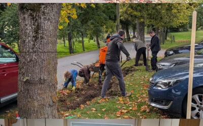 Reibekuchen & Frühlingszwiebel